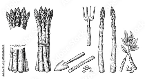 Vintage-style botanical illustration set of fresh asparagus spears and bunches with small garden tools in a detailed engraving.