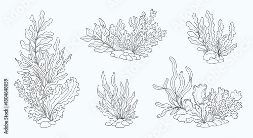 Set of black and white line art illustrations of various underwater seaweed and algae species in a detailed botanical style.