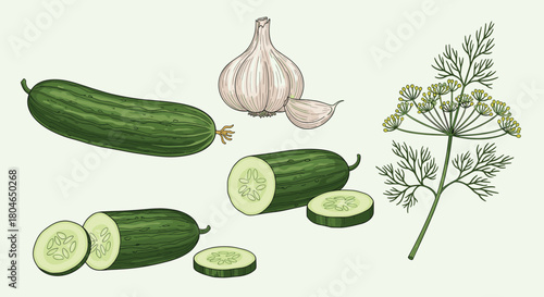 Hand-drawn collection of fresh ingredients for pickling including whole and sliced cucumbers a head of garlic and a sprig of dill.