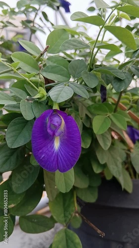 Butterfly Pea Flowers with Foliage