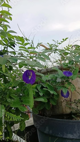 Butterfly Pea Flowers with Foliage
