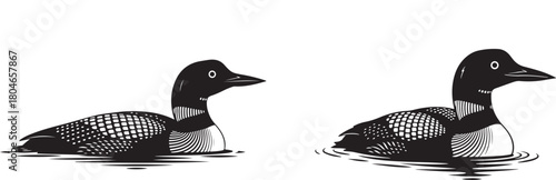 Detailed black and white drawing of a loon bird floating on calm water, vintage engraving wildlife illustration.