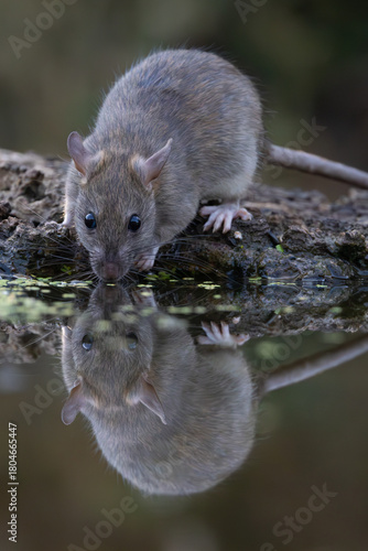 rat