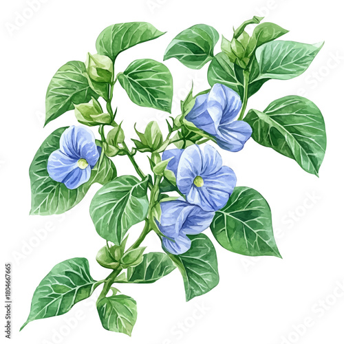 watercolor of Garden Pea Flower, vector, isolated on a white background.
