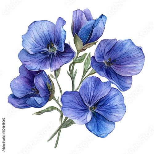 Garden Pea Flower, watercolor drawing vector, isolated on a white background.