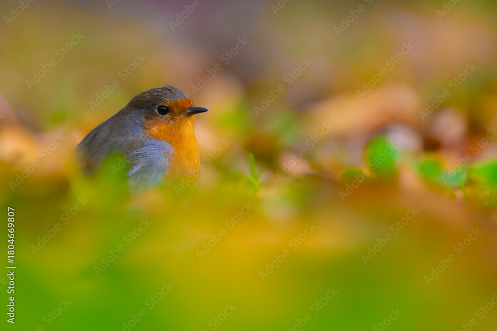 Obraz premium robin in the grass