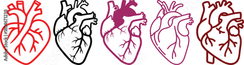 Anatomical heart icon set.Human anatomy internal organ set with brain lung intestine heart kidney liver and stomatch.Healthy Cardiovascular Organ Symbol Collection on White Background and red.
