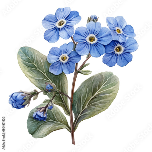 Forget-Me-Not Flower, watercolor painting vector, isolated on a white background.