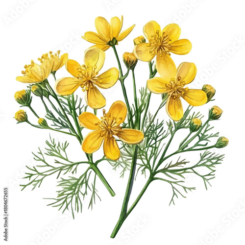 Fennel Flower, watercolor painting vector, isolated on a white background.