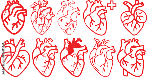 Anatomical heart icon set.Human anatomy internal organ set with brain lung intestine heart kidney liver and stomatch.Healthy Cardiovascular Organ Symbol Collection on White Background and red.