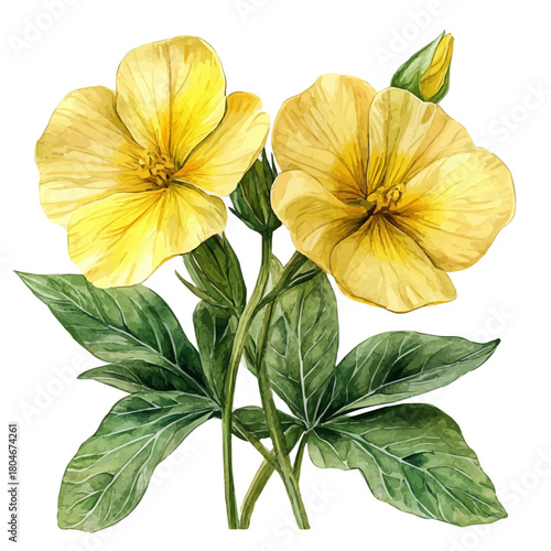 watercolor of Evening Primrose Flower, vector, isolated on a white background.