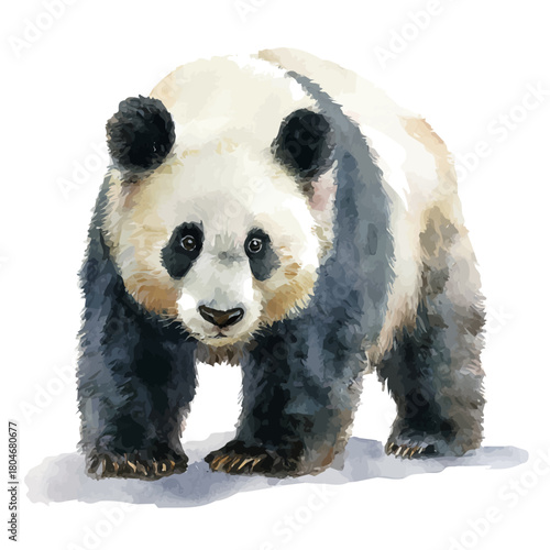 Watercolor vector illustration of Panda, isolated on white background.