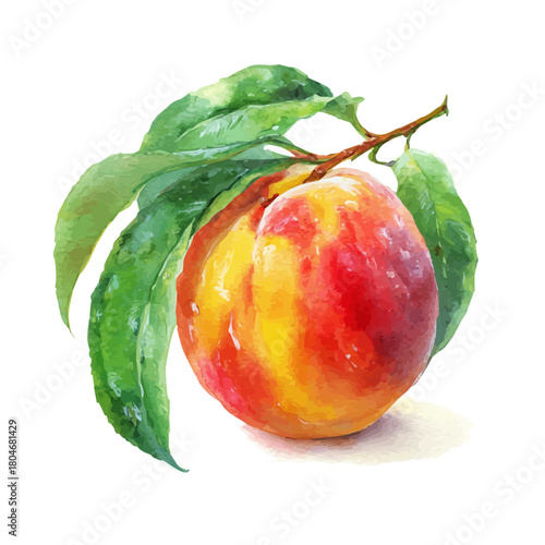 A watercolor painting of Peach, vector illustration on white background.