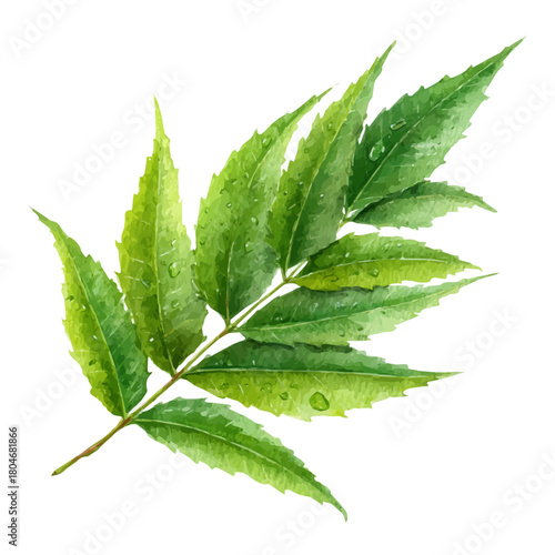 Fotografi Neem Leaf, watercolor painting, vector illustration, isolated on a white background