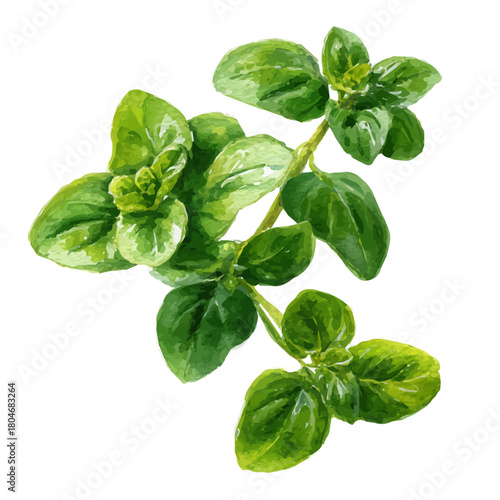 Tableau sur toile A watercolor painting of Oregano, vector illustration on white background
