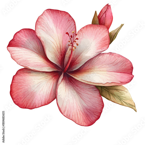 Photos watercolor vector of Desert Rose Flower, isolated on a white background