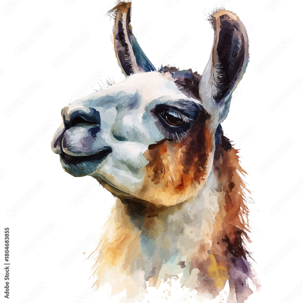 Fototapeta premium Llama in watercolor style, vector illustration, isolated on white background.