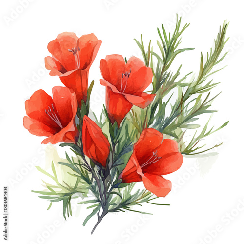 watercolor of Cypress Vine Flower, vector, isolated on a white background.