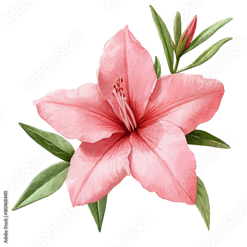 watercolor vector of Cypress Vine Flower, isolated on a white background.
