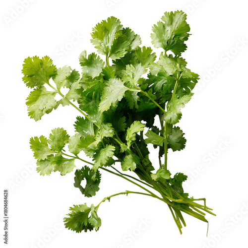 Fresh cilantro bunch isolated on transparent background for cooking and garnish