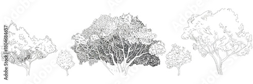 Cad tree collection featuring line drawings, set of trees for landscape and urban design projects, ideal for architecture plans and modeling.