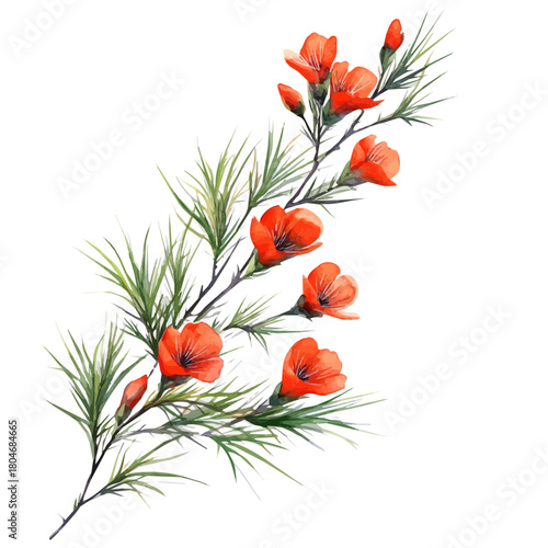 Cypress Vine Flower, watercolor drawing vector, isolated on a white background.