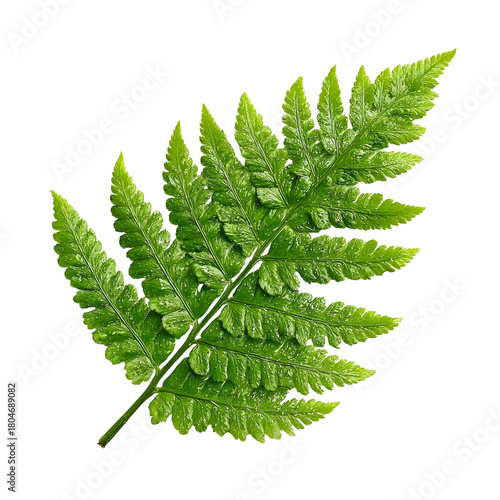 A single green fern leaf showcasing its intricate fronds isolated on a clean white background