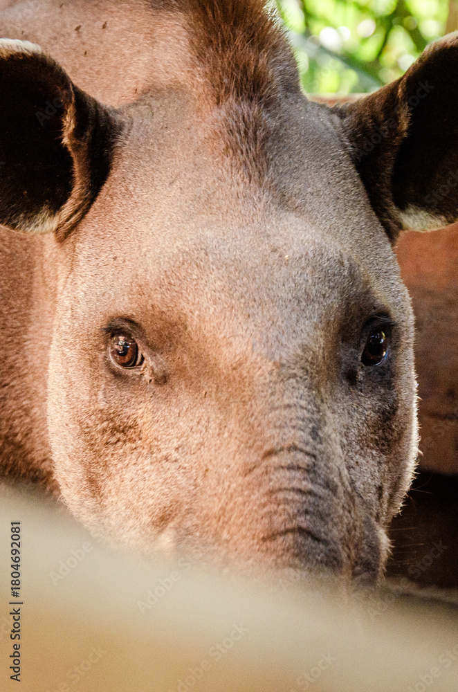 Obraz premium Lowland Tapir in Brazilian Pantanal