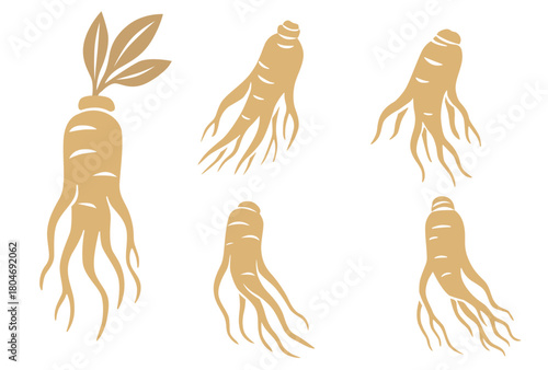  Ginseng root vector illustration isolated on white background.Vector eps 10.	