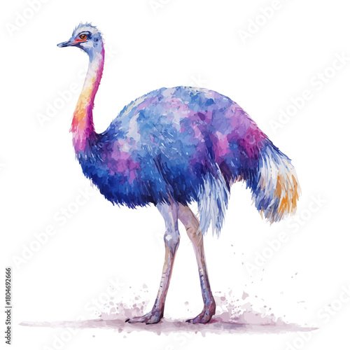 Watercolor vector illustration of Ostrich, isolated on white background.