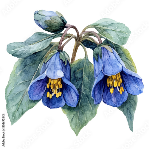 Cerinthe Flower, watercolor vector, isolated on a white background.