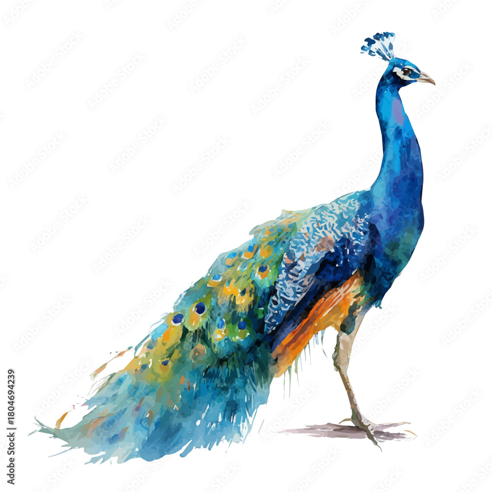 Obraz premium Peacock in watercolor style, vector illustration, isolated on white background.