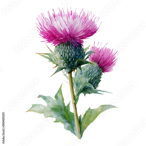 A watercolor painting of Milk Thistle, vector illustration on white background.