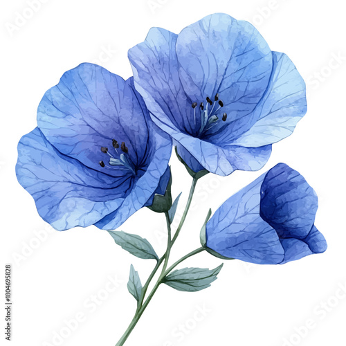 Canterbury Bells Flower, watercolor clipart vector, isolated on a white background.