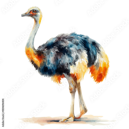 Ostrich, watercolor painting, vector illustration, isolated on a white background.