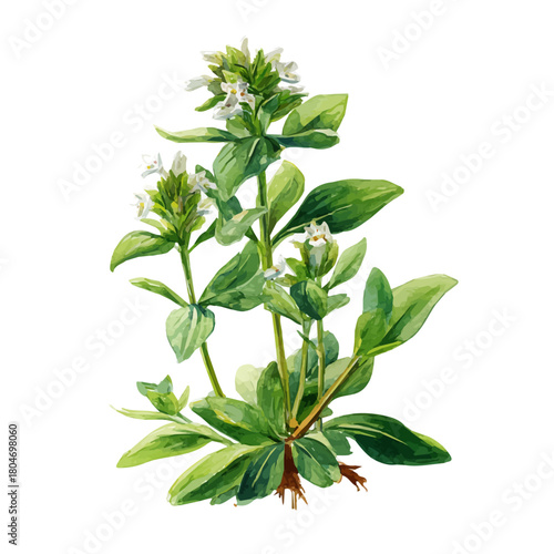 A watercolor painting of Mountain Savory, vector illustration on white background.