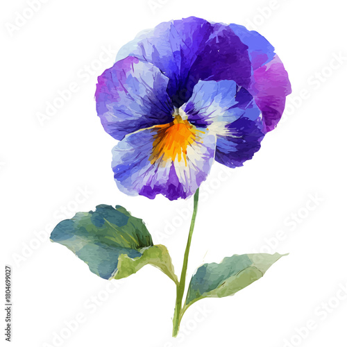 Watercolor vector illustration of Pansy Flower, isolated on white background.