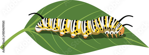 Caterpillar resting on a green leaf showcasing natural beauty and vibrant colors.