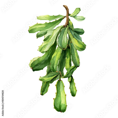 Watercolor vector illustration of Mistletoe Cactus, isolated on white background.