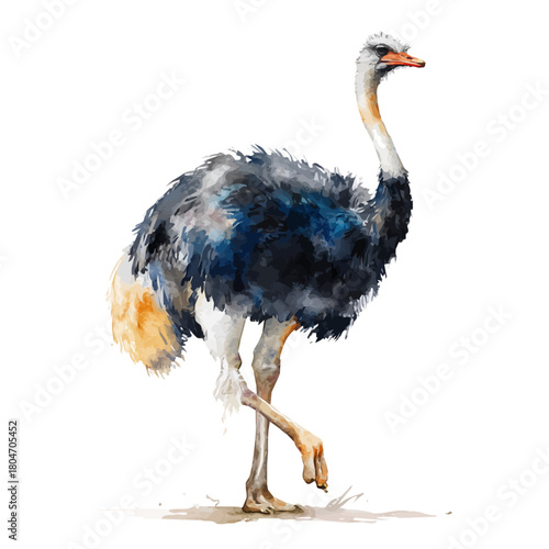 Ostrich in watercolor style, vector illustration, isolated on white background.