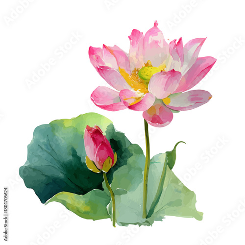 Lotus Flower in watercolor style, vector illustration, isolated on white background.
