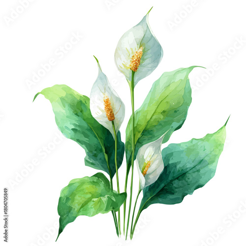Watercolor vector illustration of Peace Lily, isolated on white background.