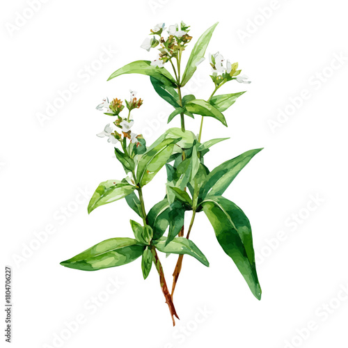 Mountain Savory, watercolor painting, vector illustration, isolated on a white background.
