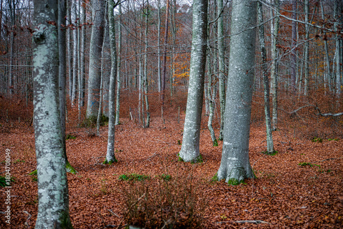 Autumn forest colorful view
