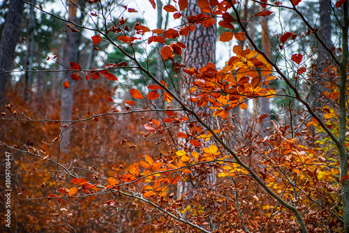 Autumn forest colorful view