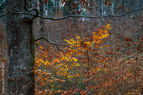 Autumn forest colorful view