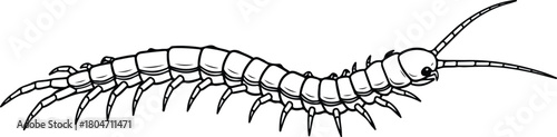 Detailed illustration of a centipede with segmented body and multiple legs.