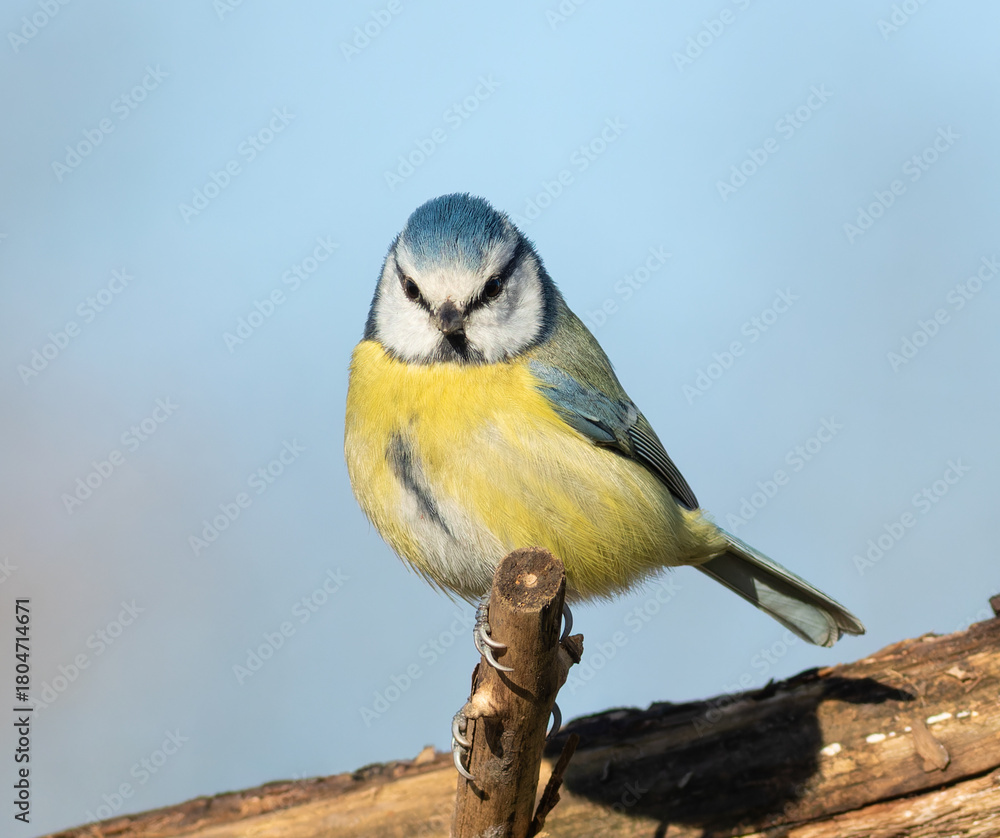 Obraz premium Eurasian blue tit, Cyanistes caeruleus. A bird sits on a branch, looking into the lens