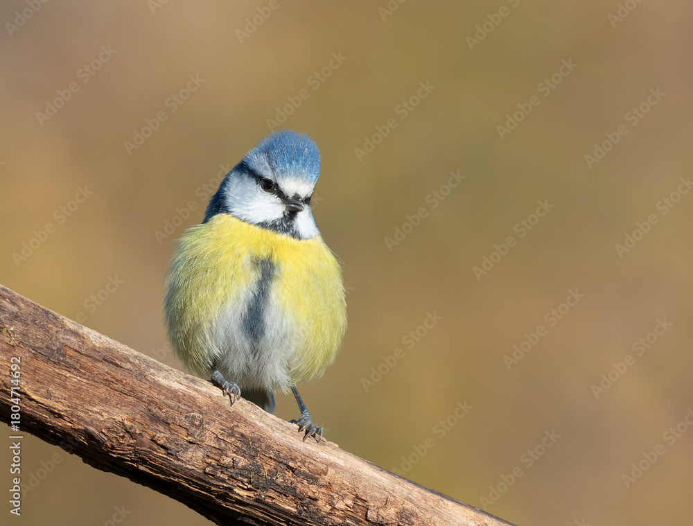 Fototapeta premium Eurasian blue tit, Cyanistes caeruleus. The bird sits on a branch, fluffing its feathers