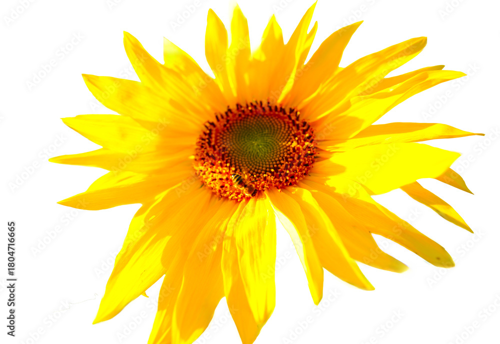 Naklejka premium Sunflower displays its bright yellow petals and green center, standing out proudly on white background. Big Sunflower isolated on white background.